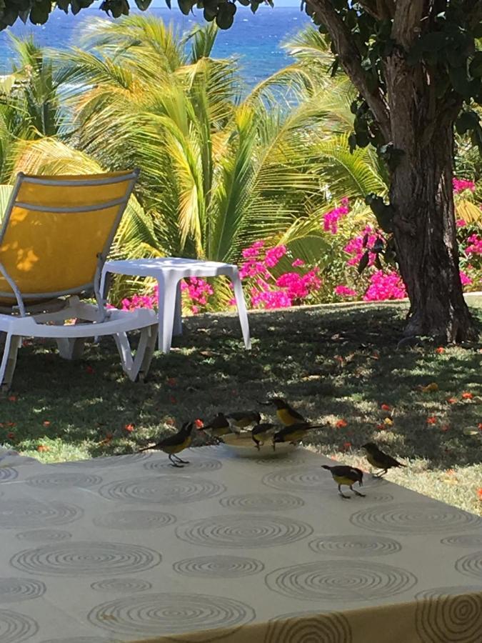 Villa Guadeloupe Saint Francois Acces Mer Piscine Iguana Bay - Villa Zagadi 외부 사진